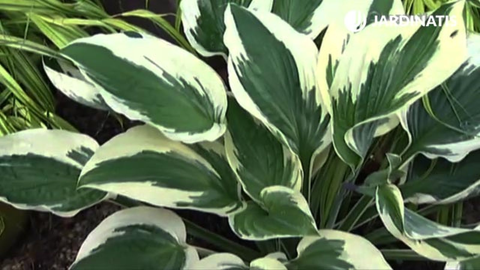 variedad hojas nerviacion blanca hostas y hermosas deco 454 jardin variedad hojas nerviacion blanca hostas y hermosas deco 454 jardin