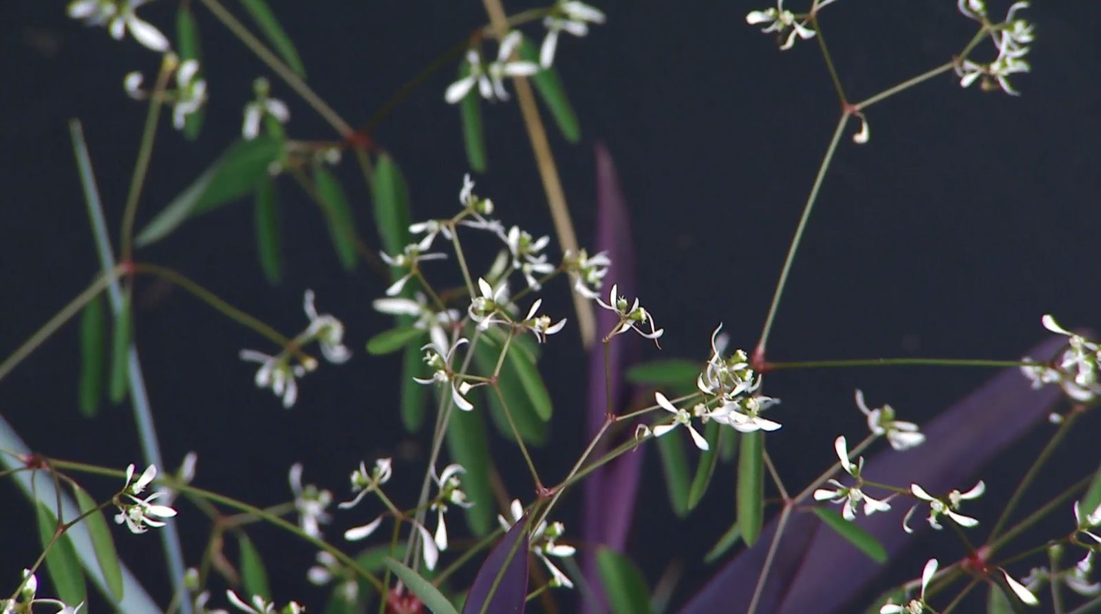 Flores de la Euphorbia Diamond Frost