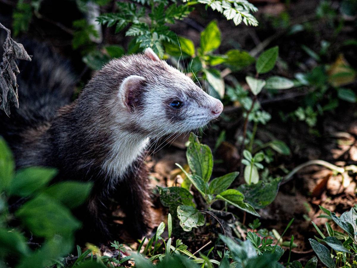 Los mustélidos (familia Mustelidae) son mamíferos carnívoros que cuentan con una distribución bastante amplia.