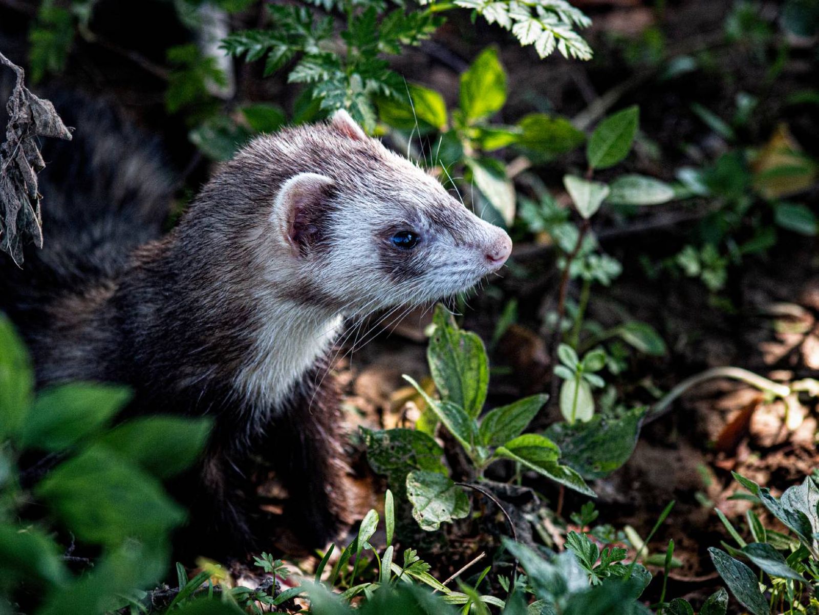 Los mustélidos (familia Mustelidae) son mamíferos carnívoros que cuentan con una distribución bastante amplia. Los mustélidos (familia Mustelidae) son mamíferos carnívoros que cuentan con una distribución bastante amplia.