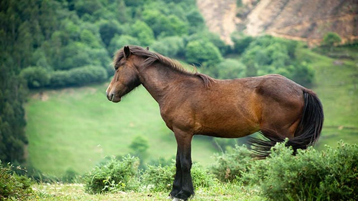 Caballo de Pura Raza Gallega