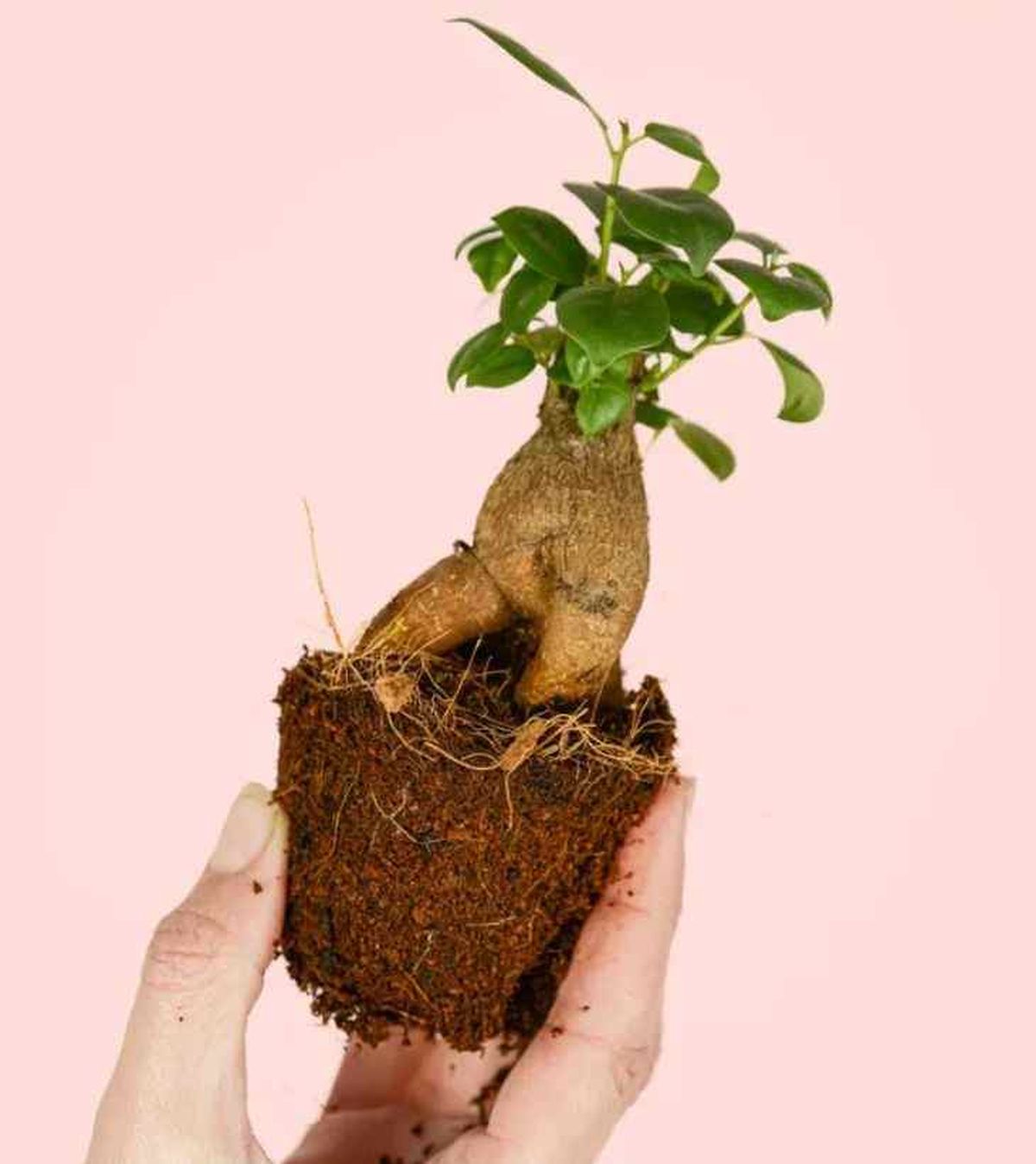 bebe ficus microcarpa leroy merlin