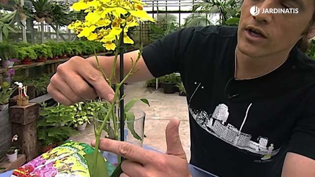 nuevo tallo de flor orquidea oncidium dama danzante deco 304 jardinatis