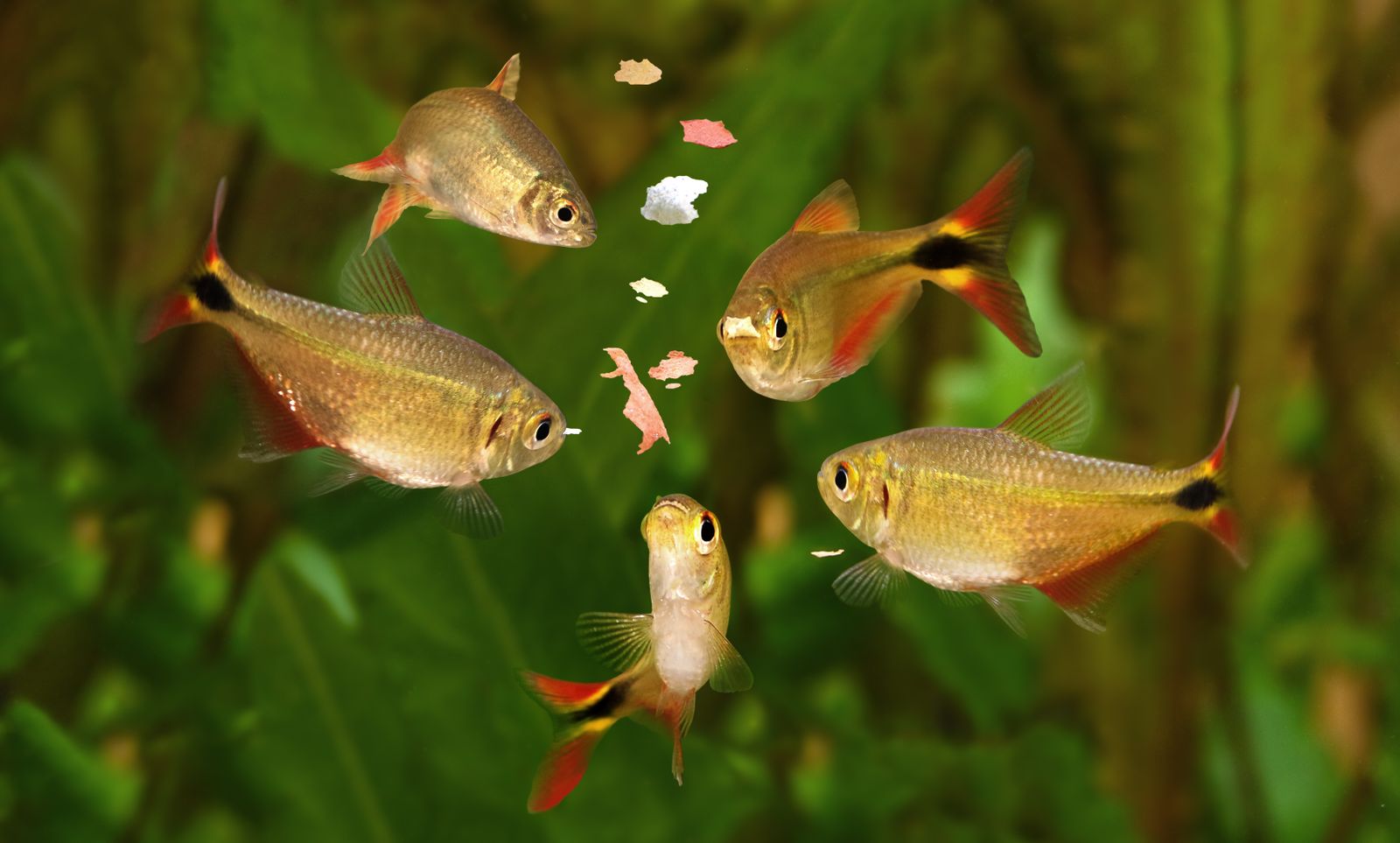 comida=peces