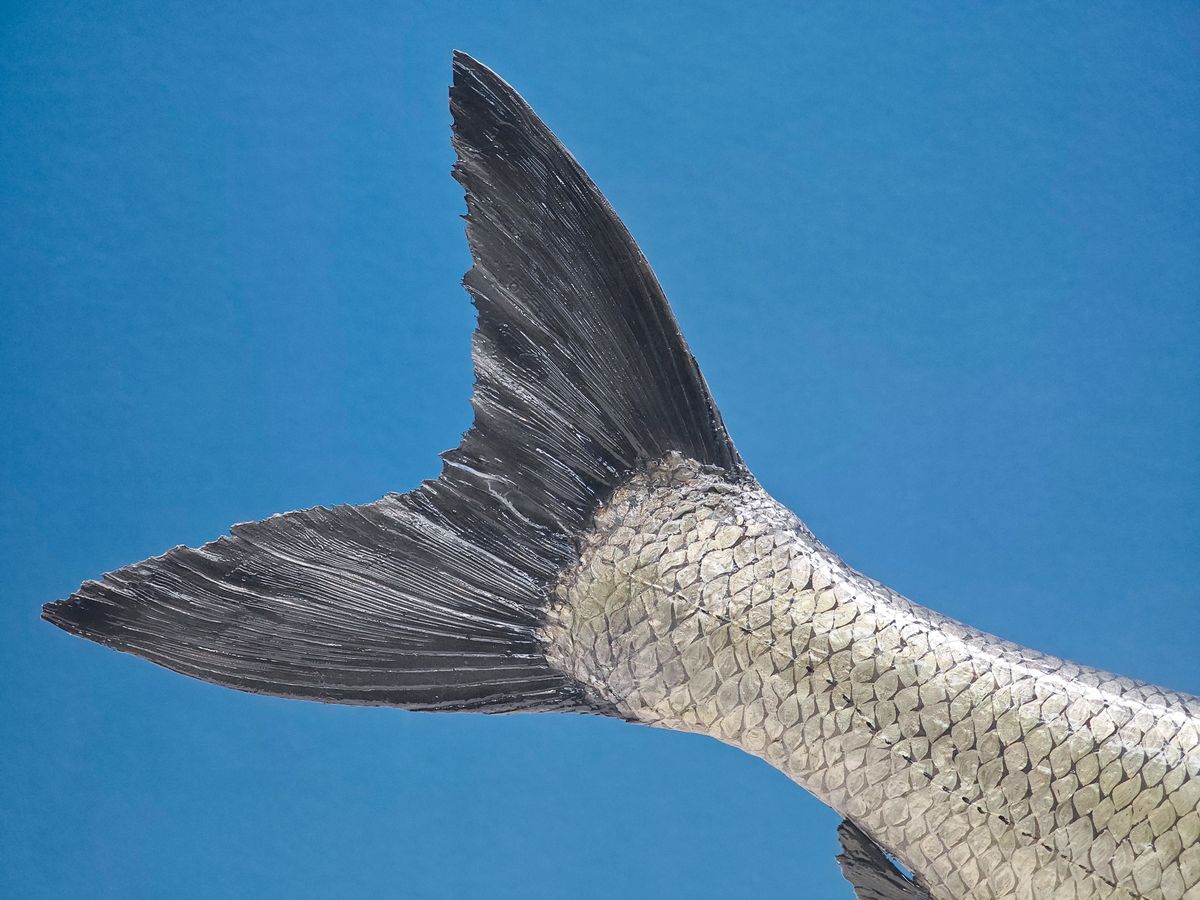 El pescado azul tiene la cola en forma de V o flecha