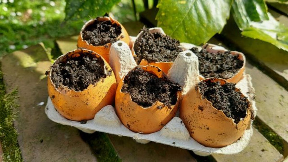 cascara de huevo como semilleros