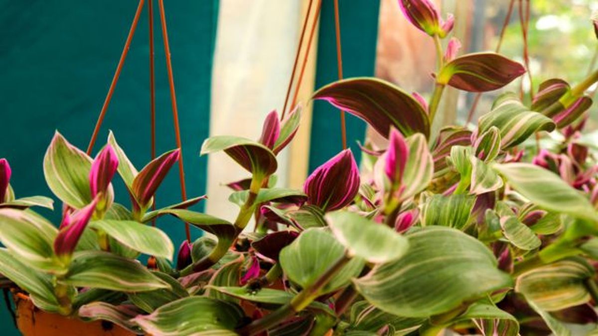 tradescantia en el balcon