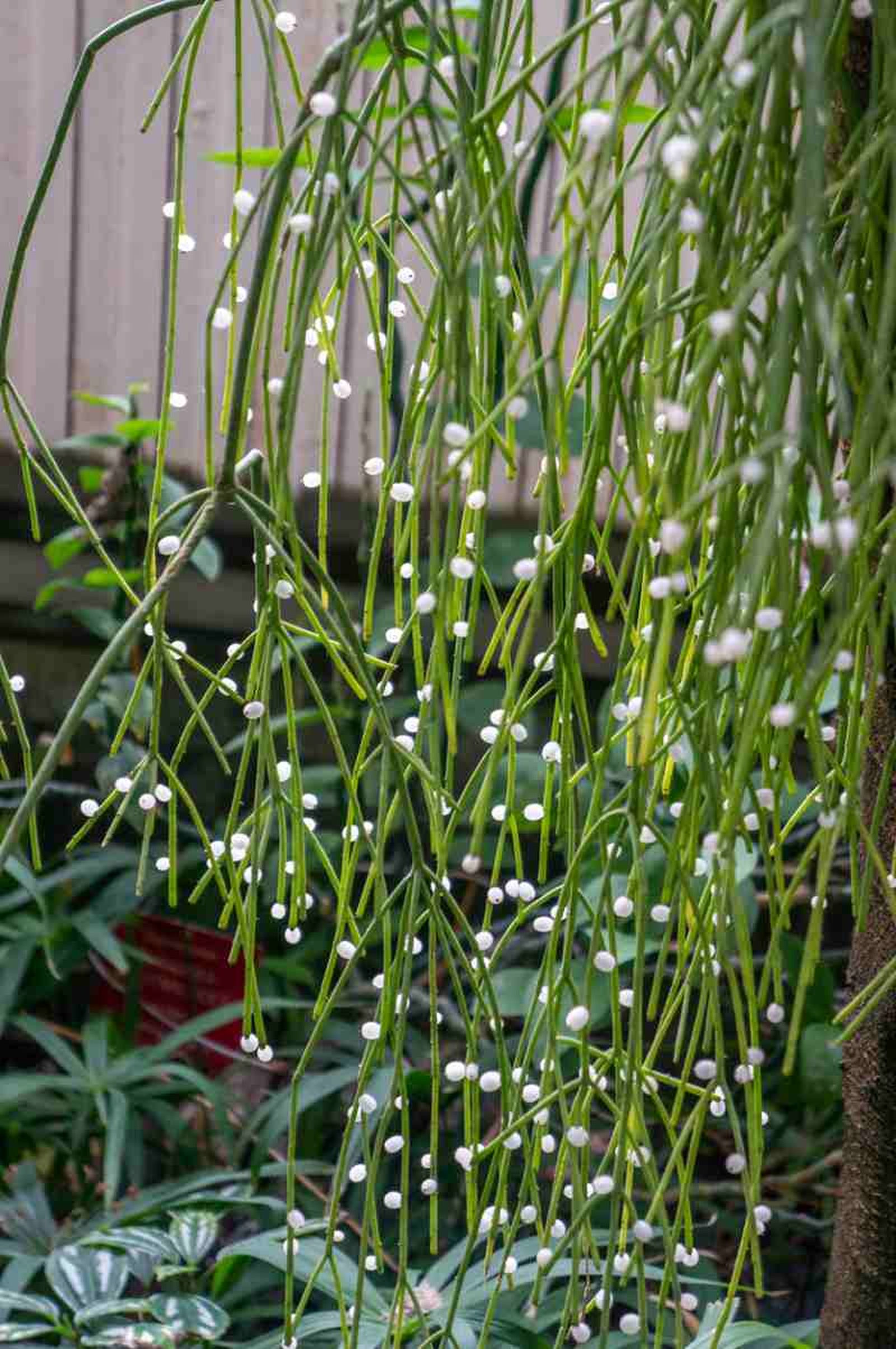 Rhipsalis cassutha.