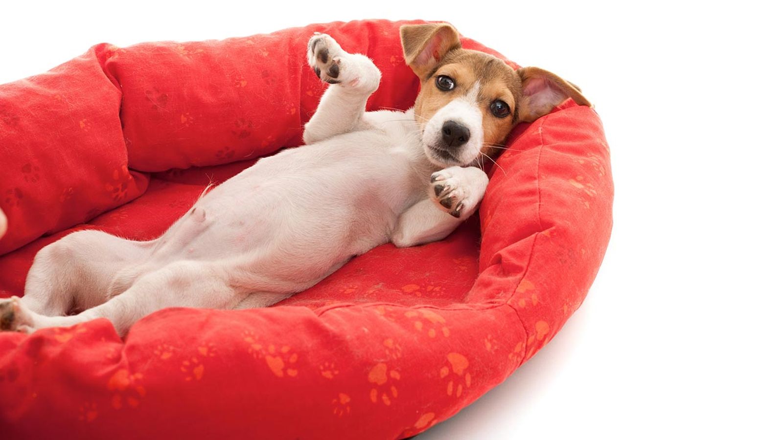 articulos mascotas felices 6 cama perro articulos mascotas felices 6 cama perro