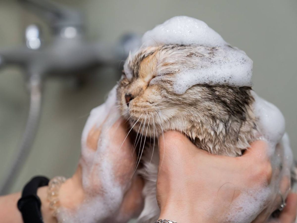 De hecho, se piensa que dedican entre el 30-50% de su tiempo diario a limpiarse.