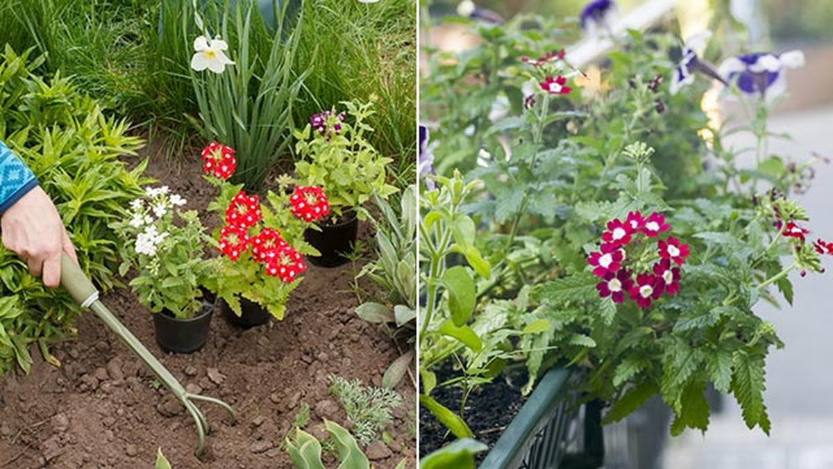 como plantar planta verbena