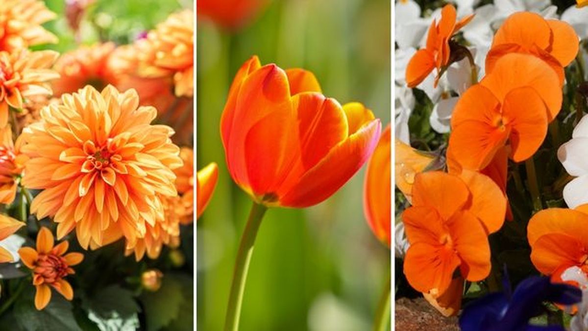 flores naranjas Dalia tulipan pensamiento