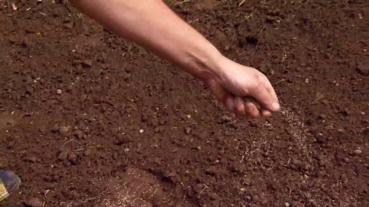 deco 657 jardineria plantar cesped camino paso 3