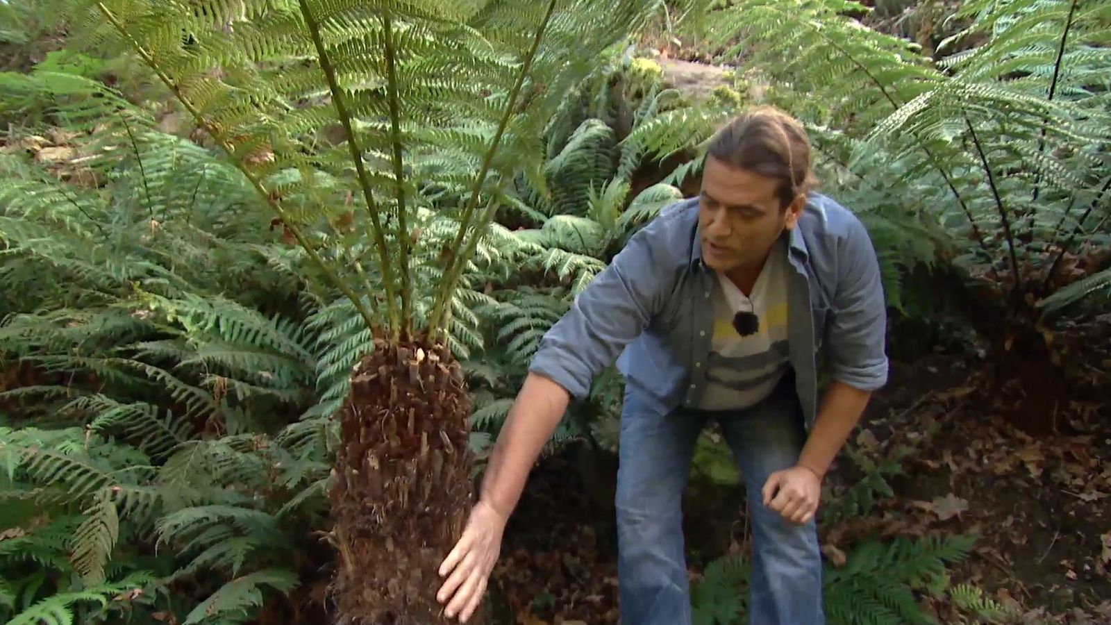 715 jardineria sotobosque helechos dicksonia antarctica 715 jardineria sotobosque helechos dicksonia antarctica