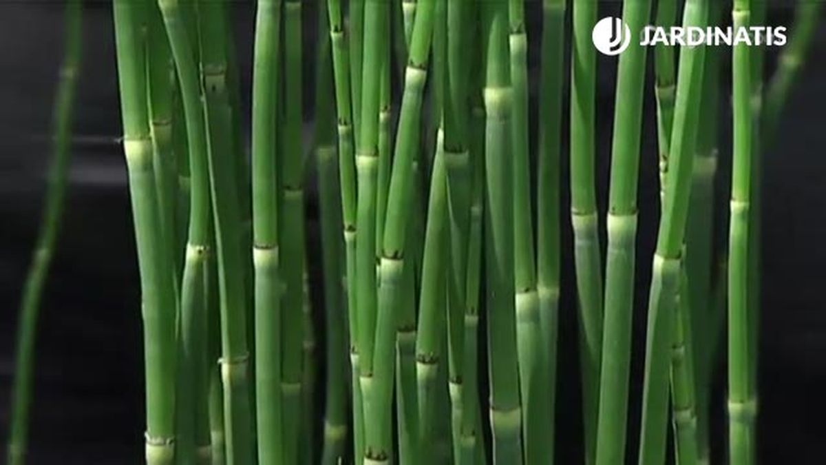 colas de caballo deco 454 jardin