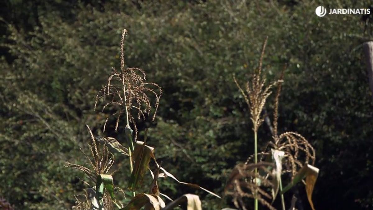 Espiga central del maíz con solo flores masculinas
