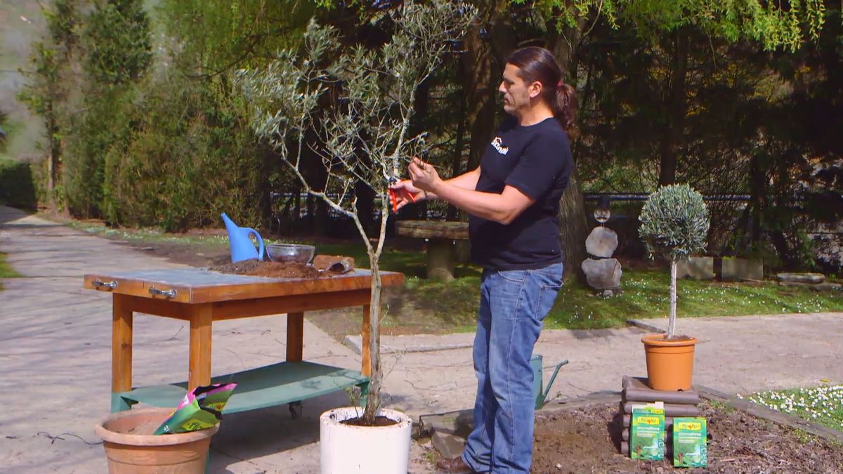 brico 0910 3 sanear olivo paso 6