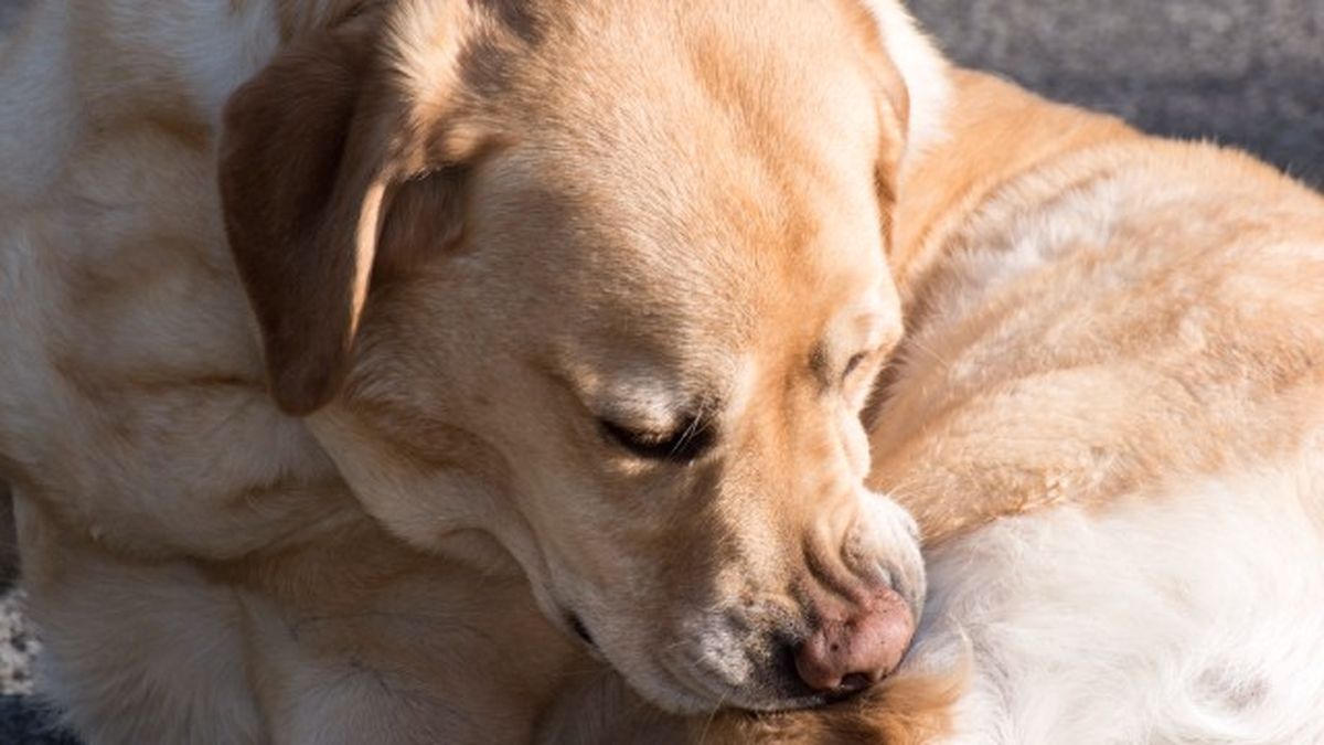 collares antiparasitarios para perros 5