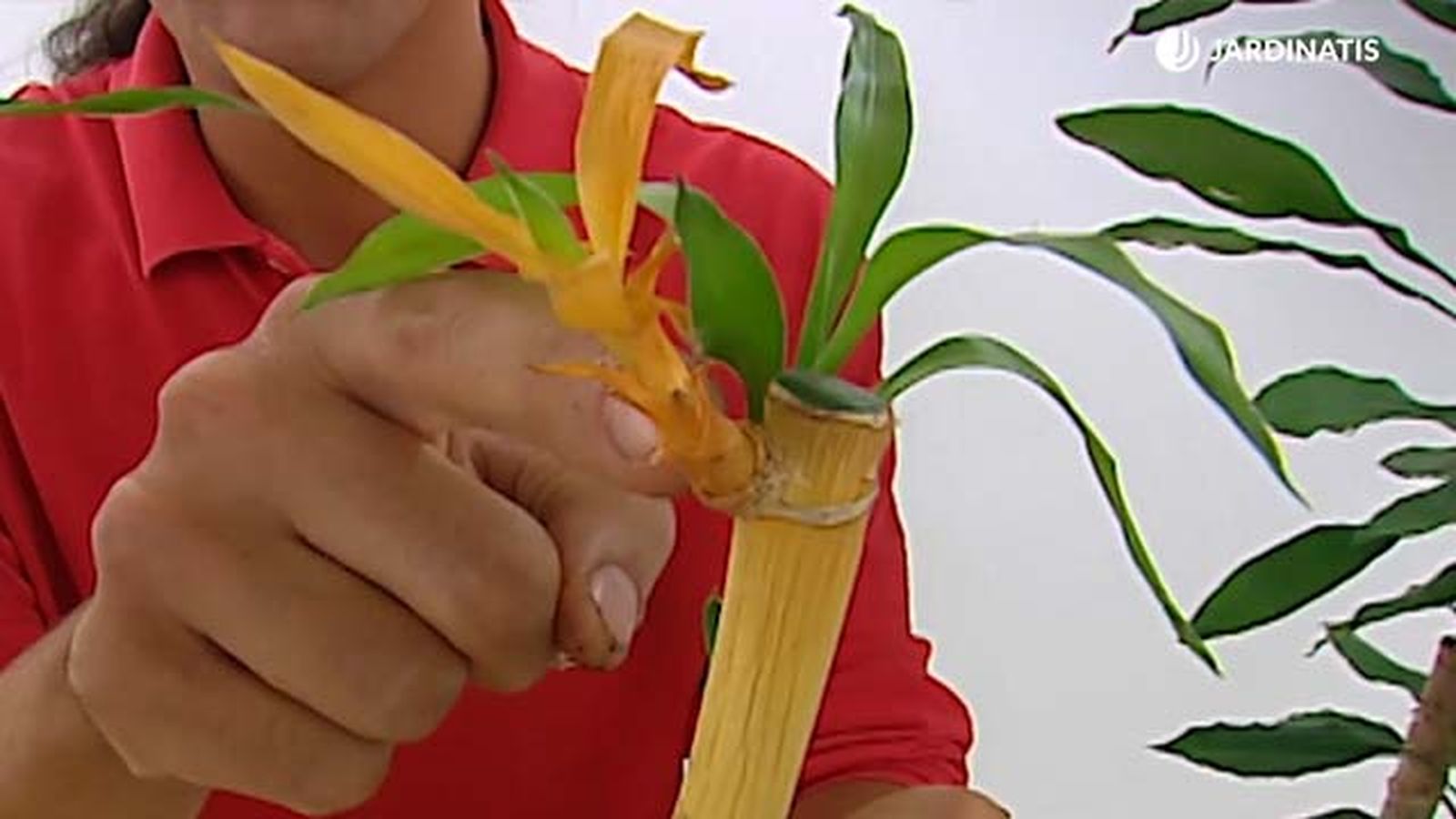 Dracaena sanderiana seca