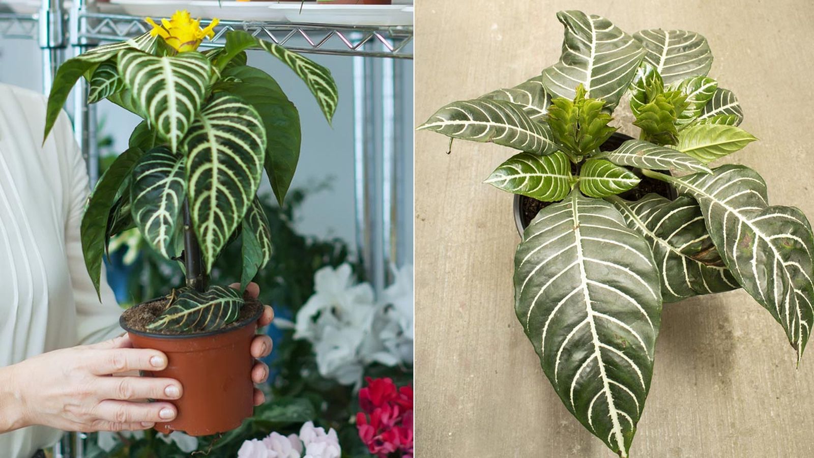 planta aphelandra squarrosa caracteristicas planta aphelandra squarrosa caracteristicas