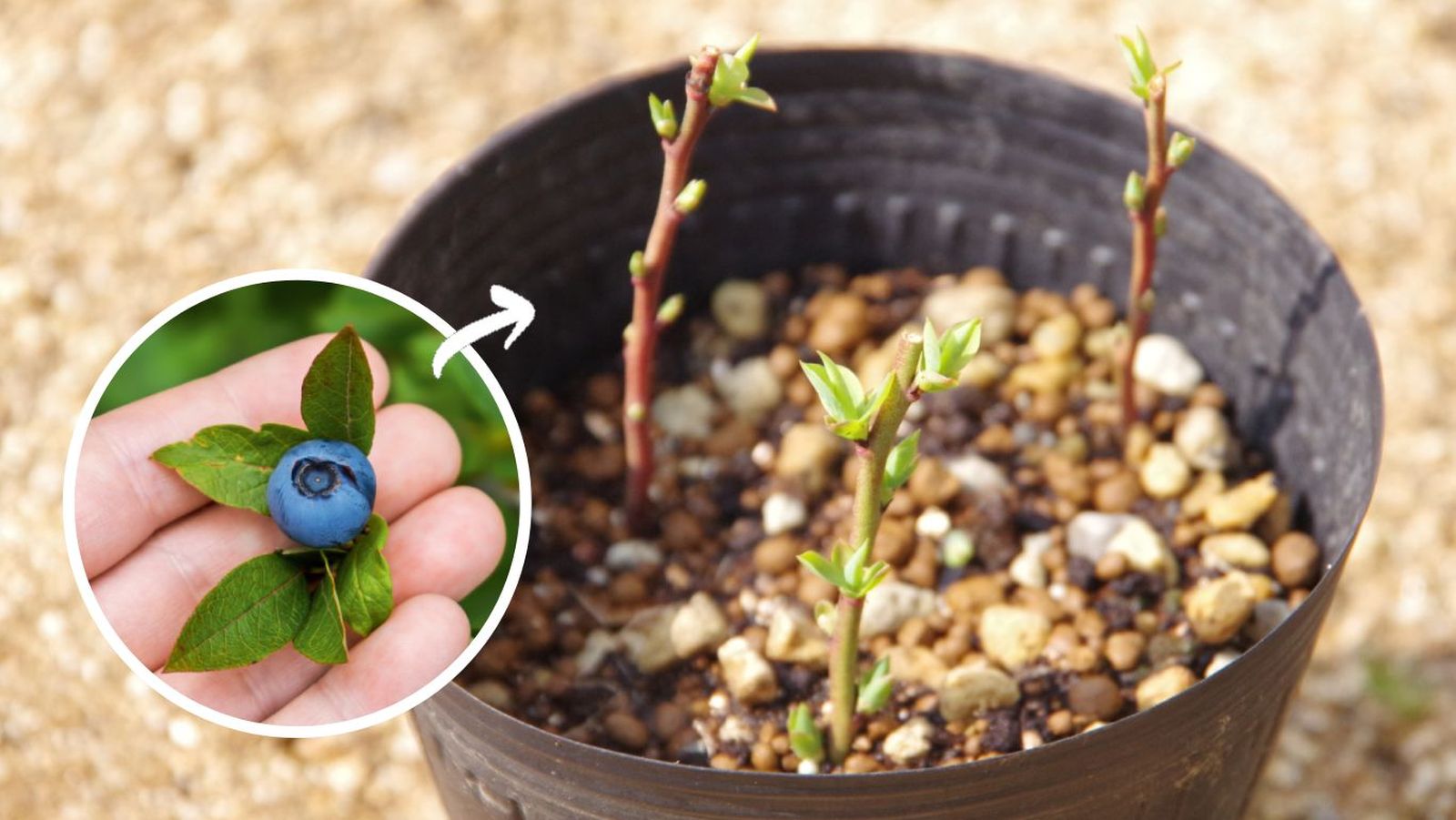 Planta de arándanos