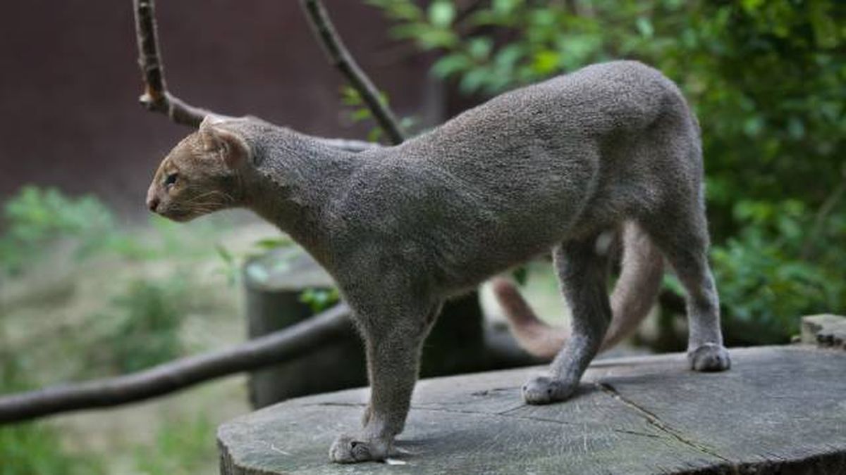 jaguarundi