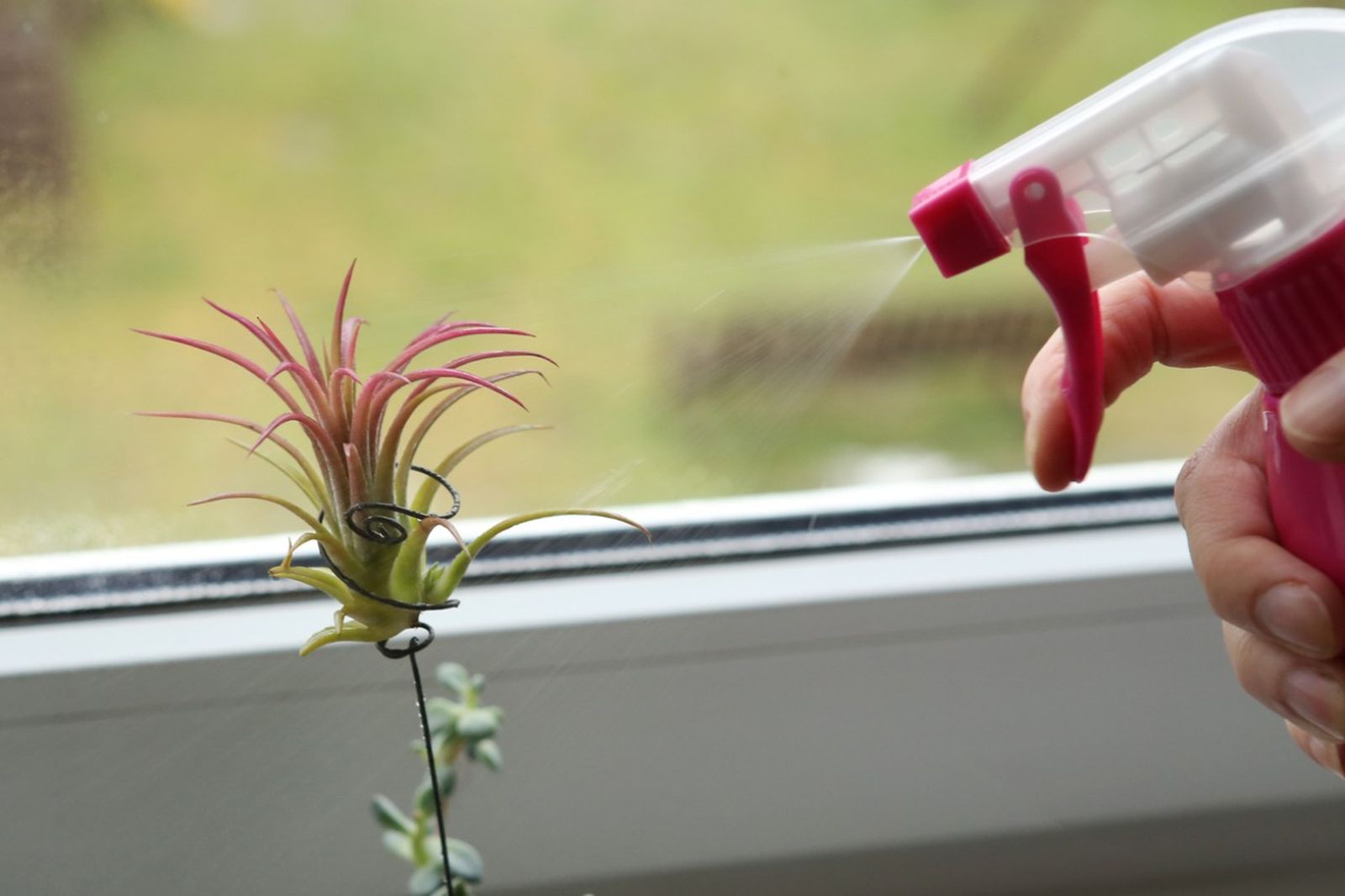 Tillandsia ionantha siendo pulverizada