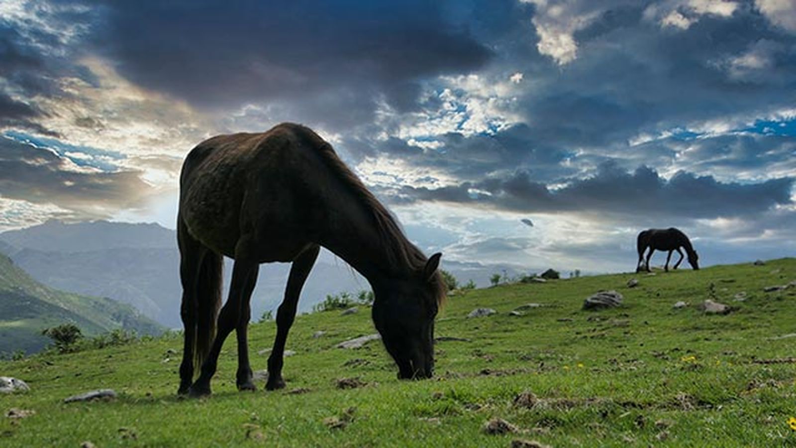 Caballo Asturcón Caballo Asturcón