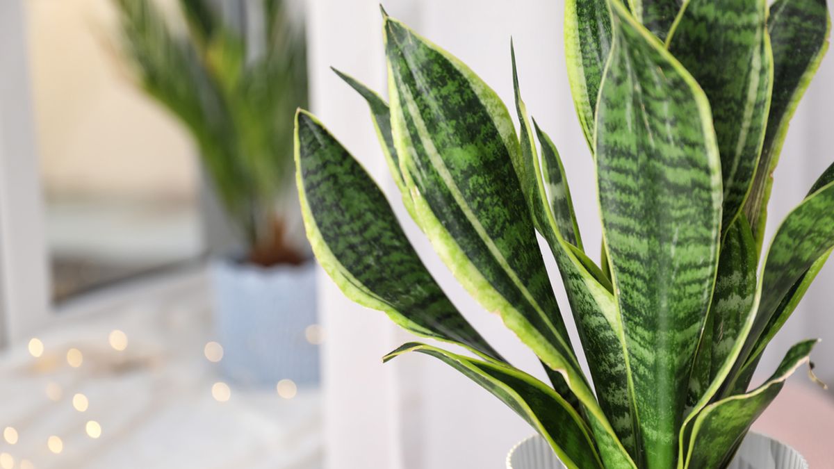 sanseviera planta retro