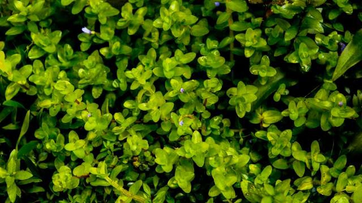 hojas de la planta bacopa