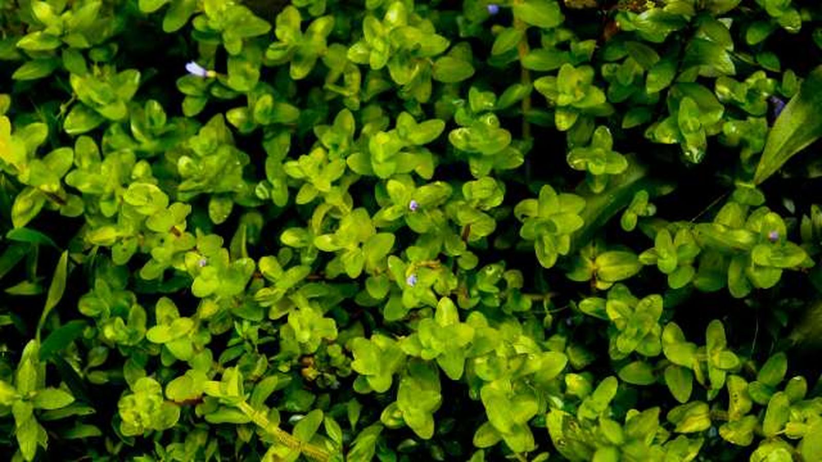 hojas de la planta bacopa