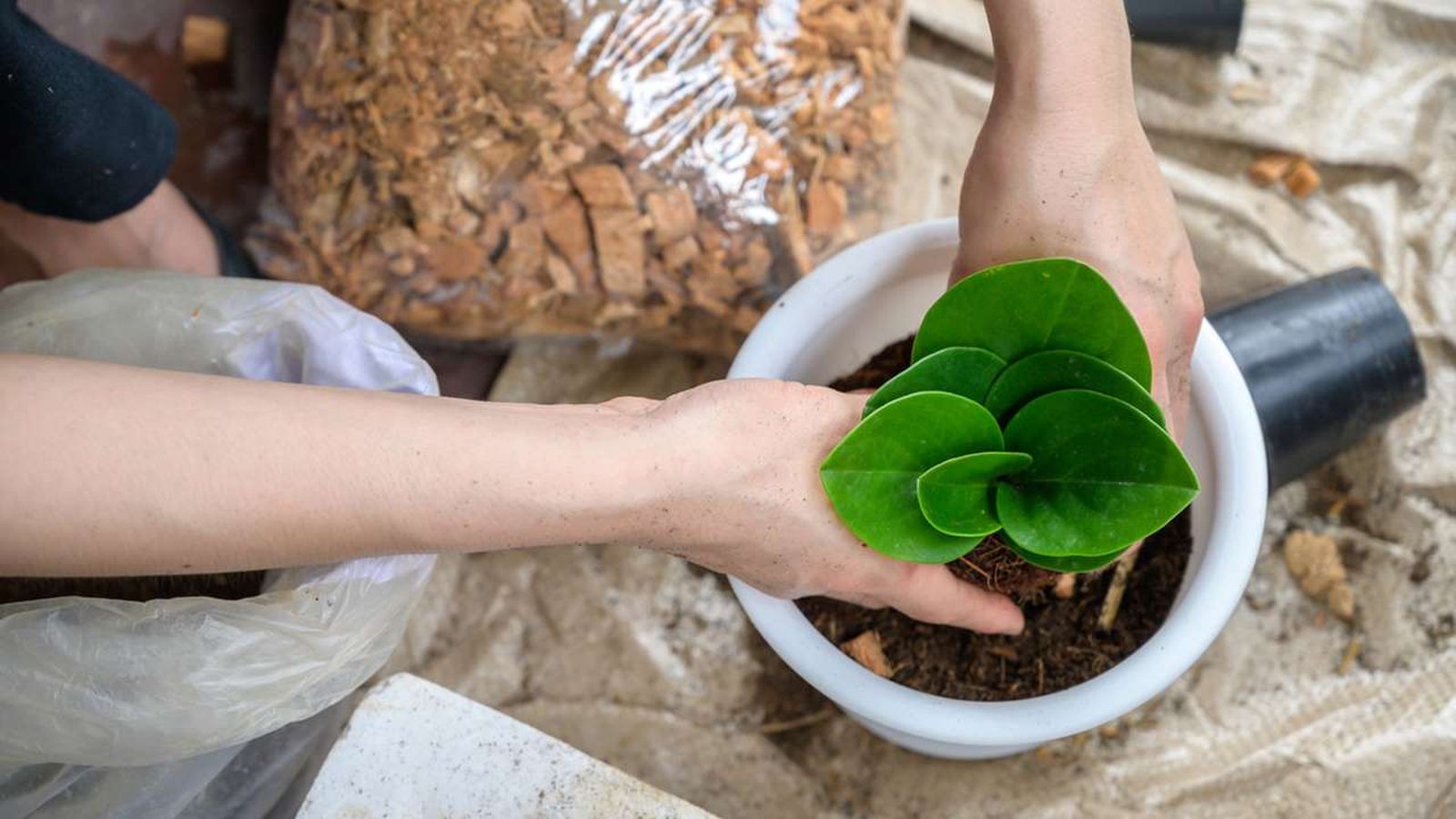 planta peperomia obtusifolia planta peperomia obtusifolia
