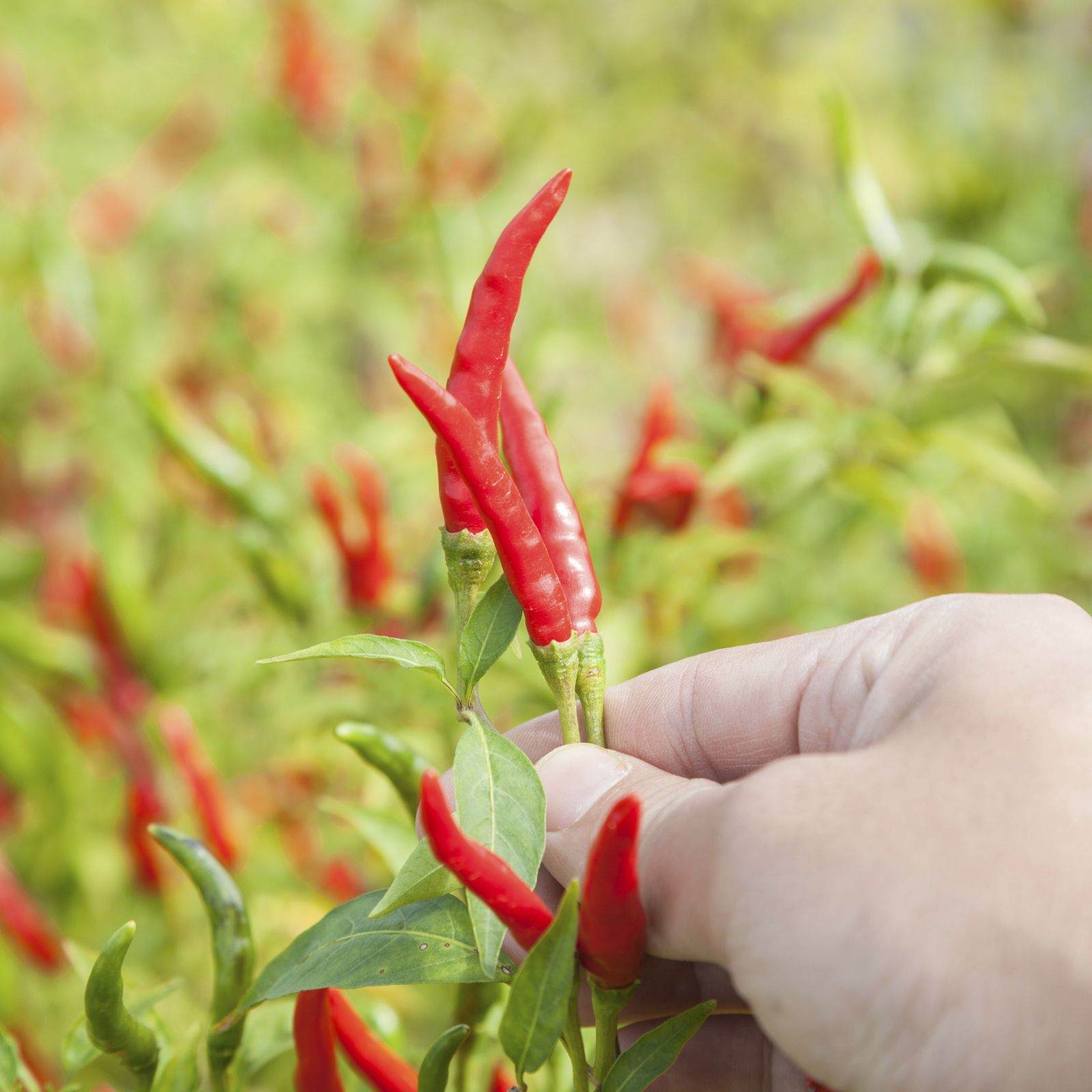 Cultivar chile