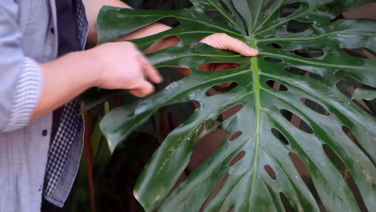 brico 942 3 curiosidades costilla adan nombre comun