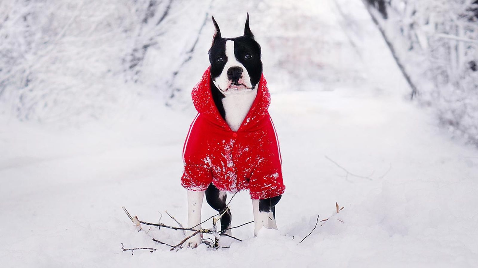 consejos piel perro invierno 6 consejos piel perro invierno 6