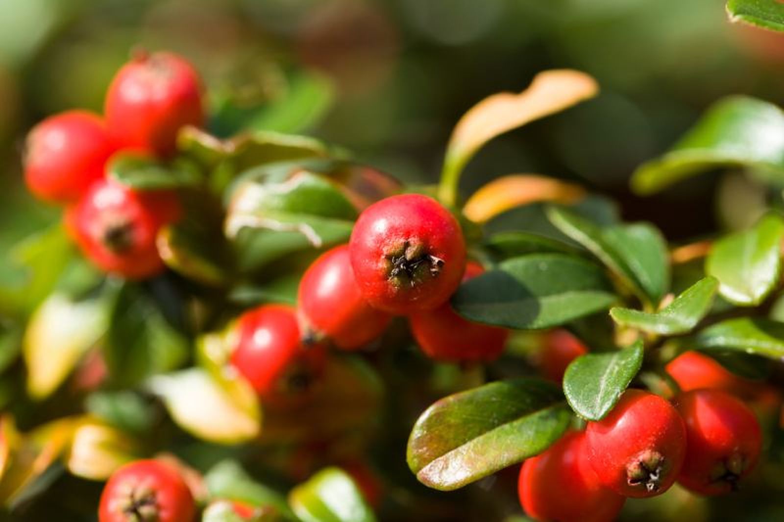 Gaultheria procumbens Gaultheria procumbens