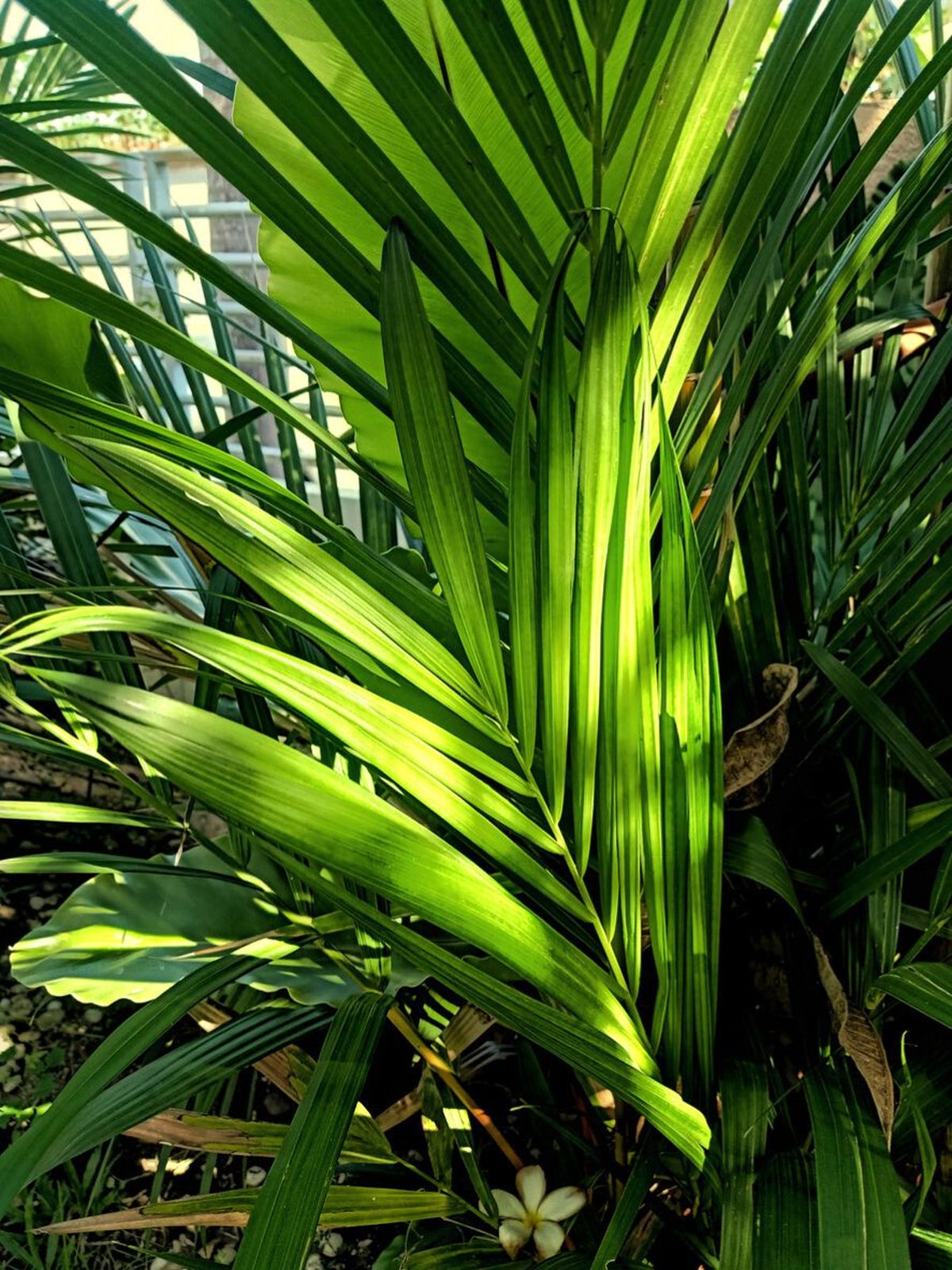 hojas de la palmera kentia
