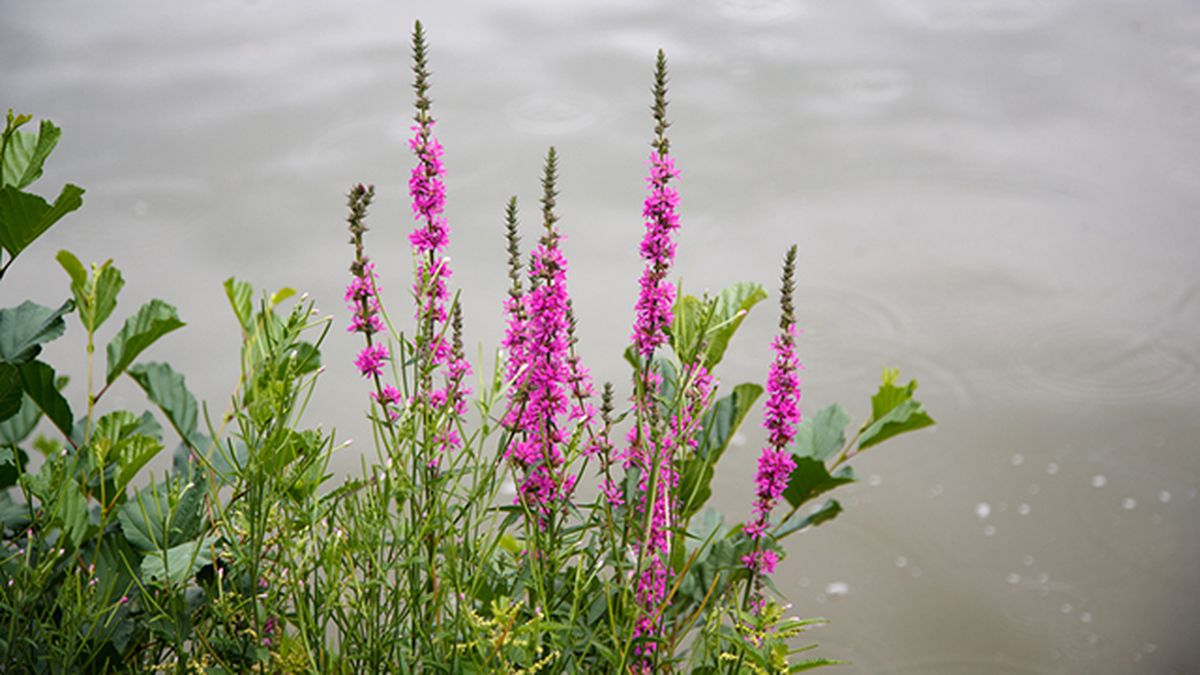 salicaria planta estanques