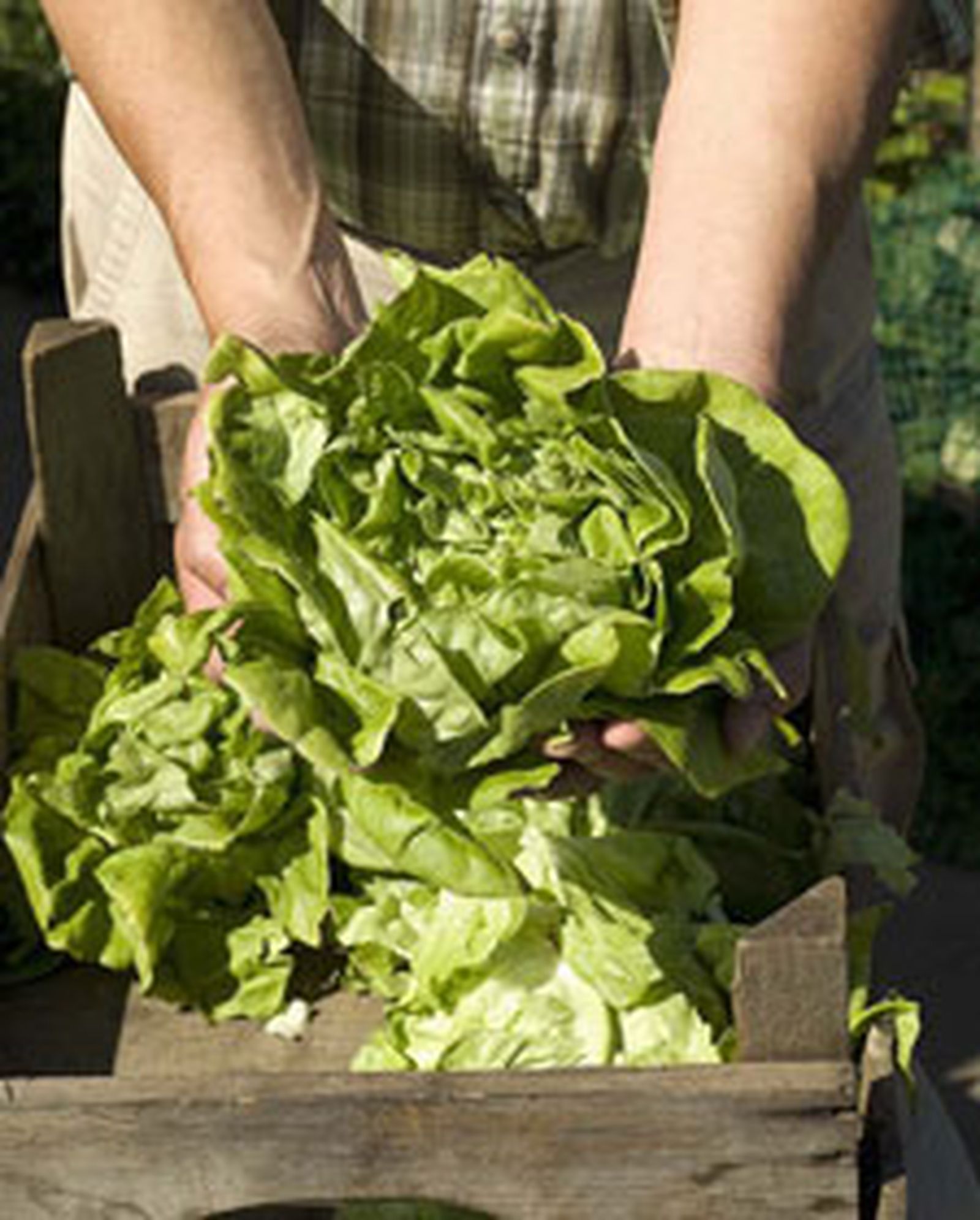 lechuga l lechuga l