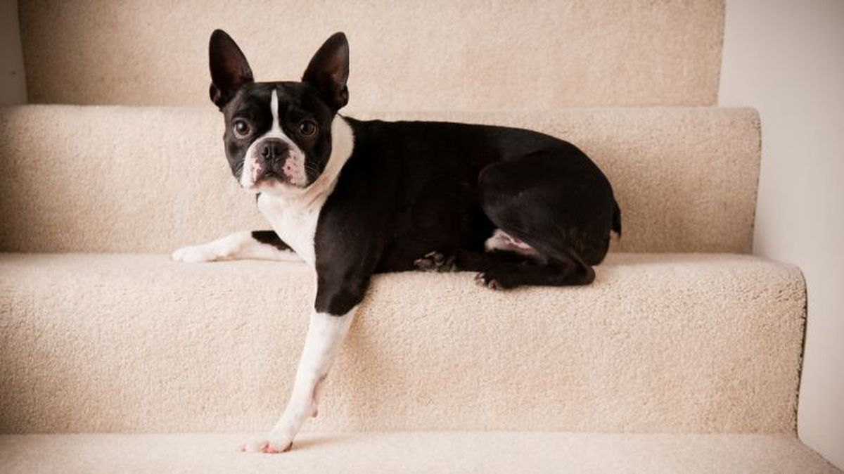 escaleras para perros 1