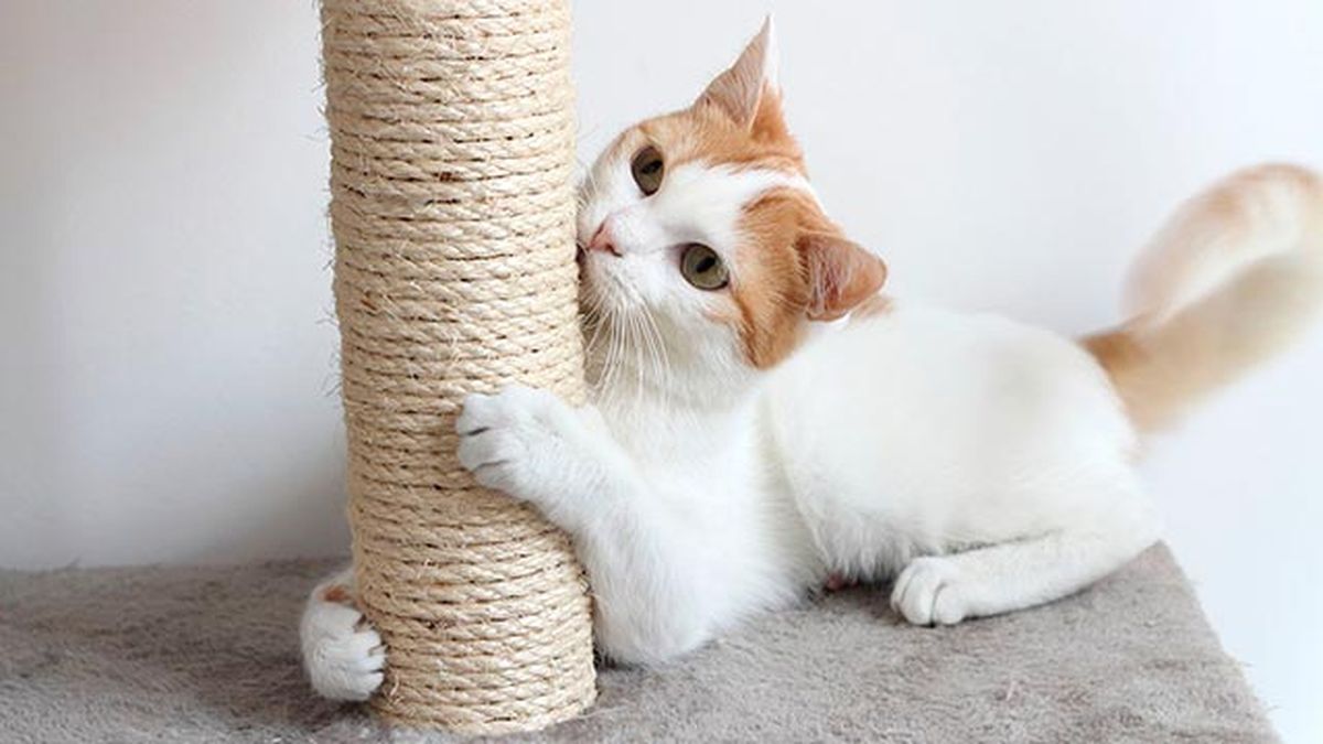 mascotas gatos rascadores caseros DIY