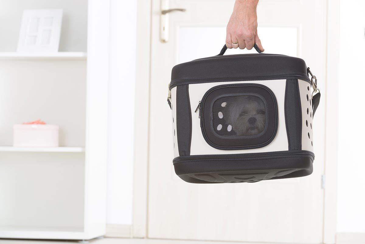 mascotas transportines viaje