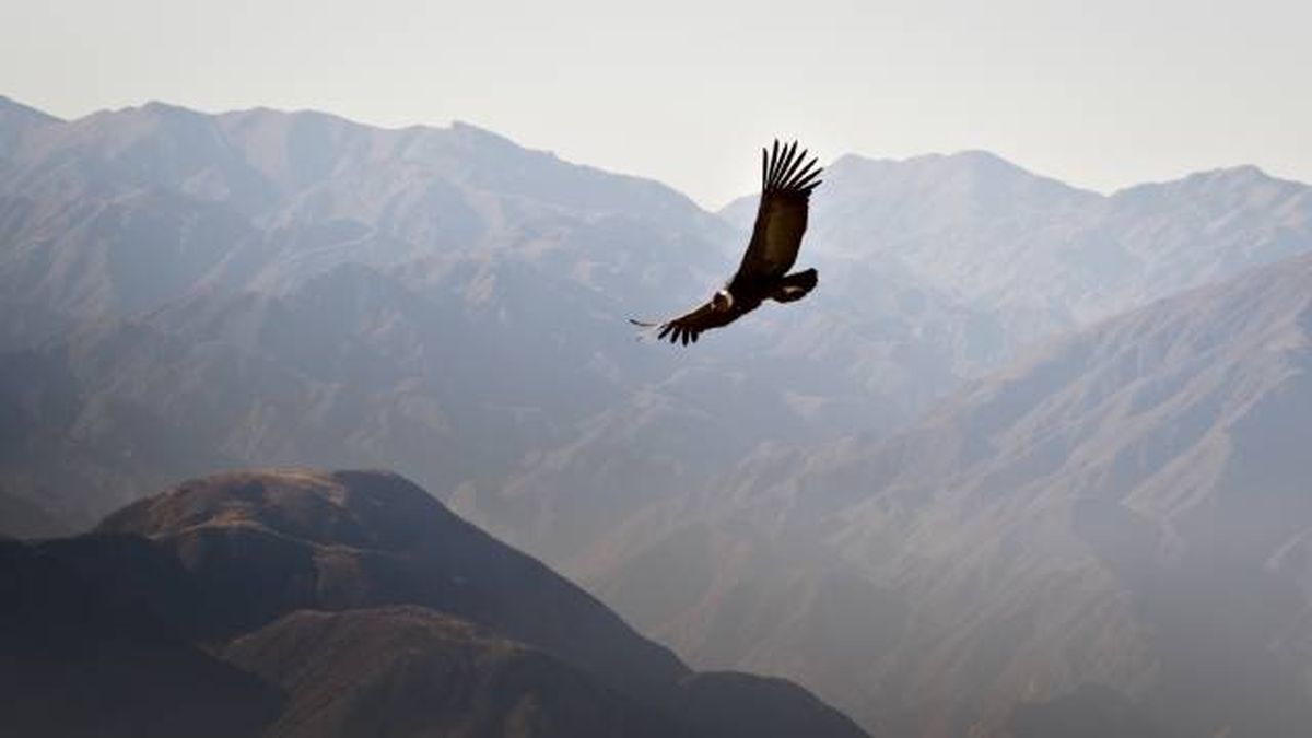 condor de los andes (1)