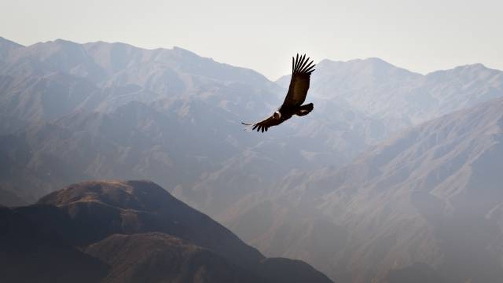 condor de los andes (1) condor de los andes (1)