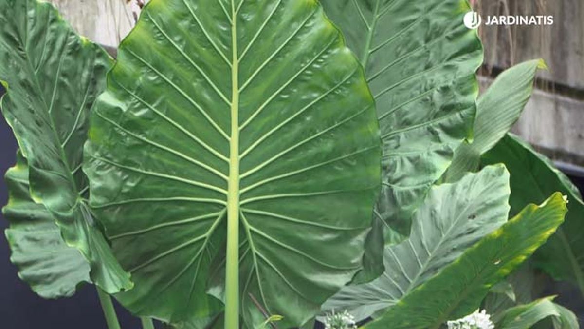 nerviaciones de la alocasia macrorrhiza  marquesa taro de jardin jardinatis