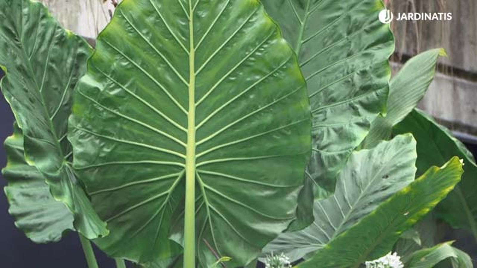 nerviaciones de la alocasia macrorrhiza marquesa taro de jardin jardinatis nerviaciones de la alocasia macrorrhiza marquesa taro de jardin jardinatis