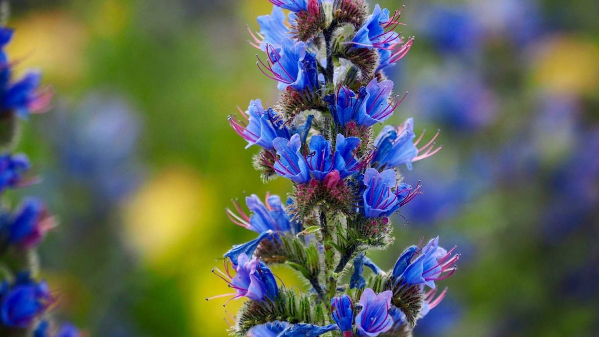 Flores silvestres para el jardín: Viborera