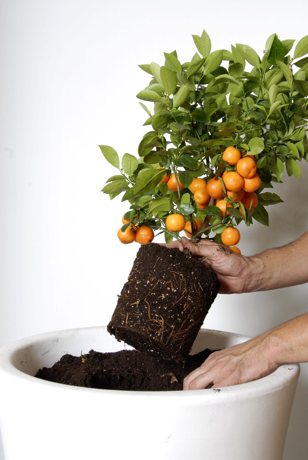 deco 0221 kumkuat composicion paso 1