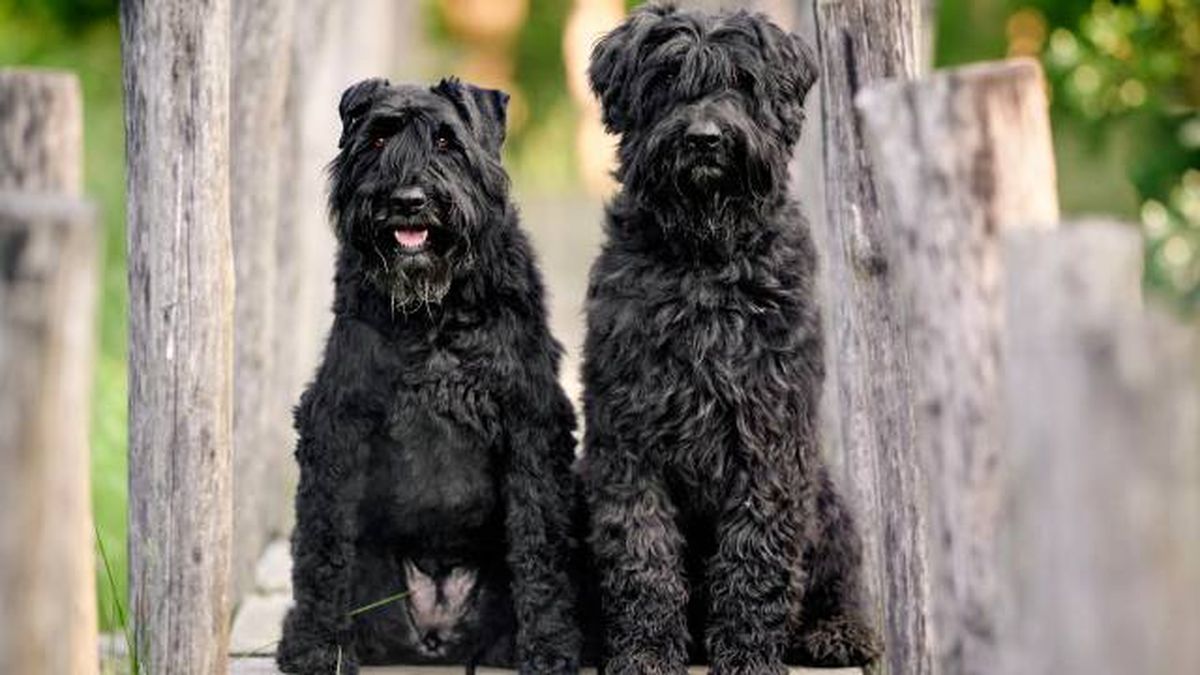 nombres para perros negros raza boyero de flandes
