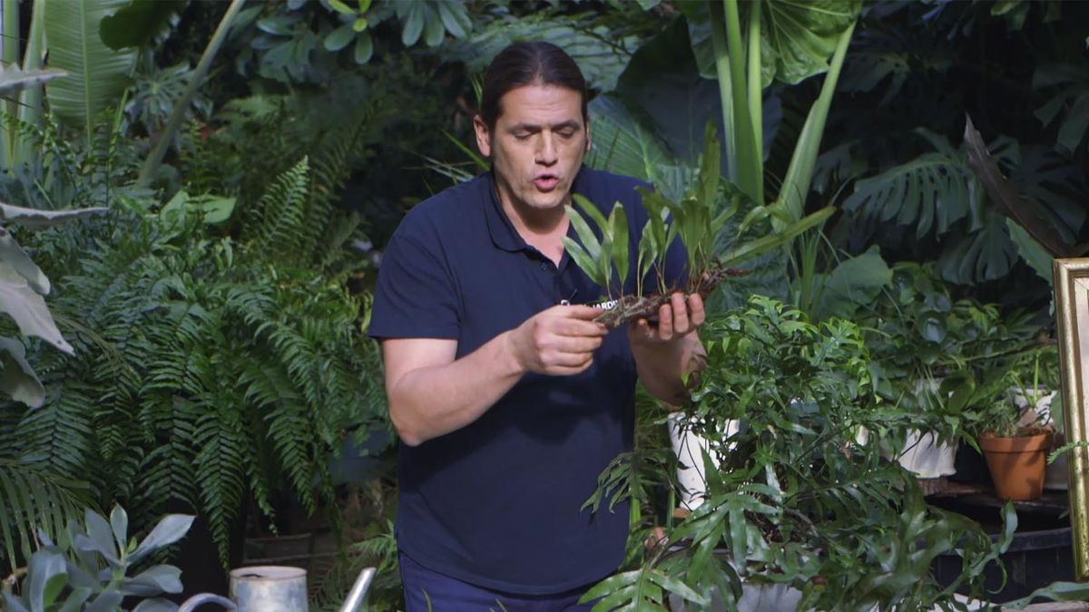 brico 1018 jardin Helecho Microsorum pustulatum hojas adheridas corteza